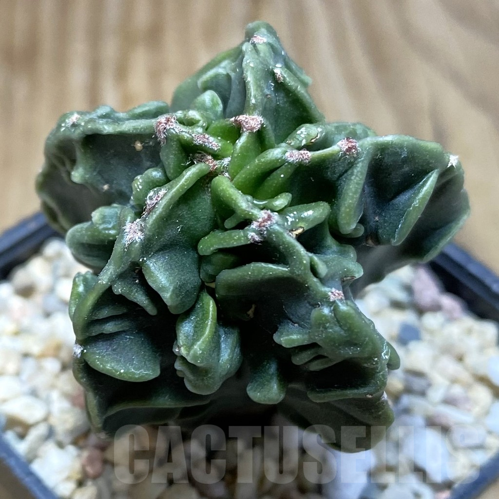 SH8356 Astrophytum myriostigma ‘Fukuryu’