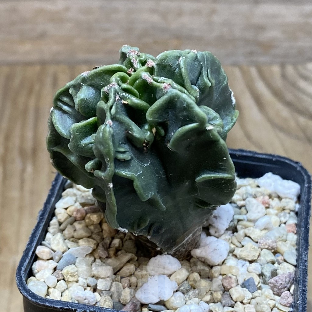 SH8356 Astrophytum myriostigma ‘Fukuryu’ - Image 2
