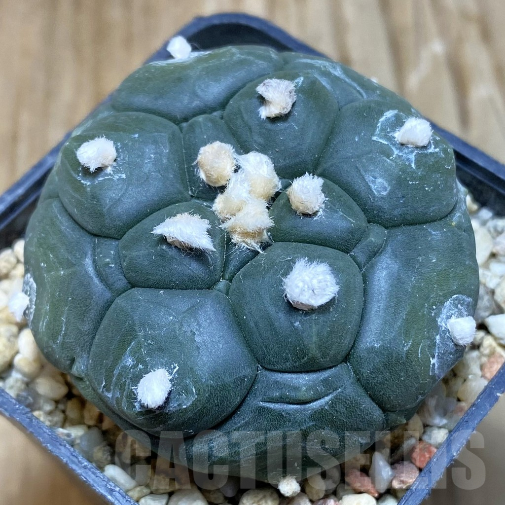 SH8357 Astrophytum asterias ‘Kikko’