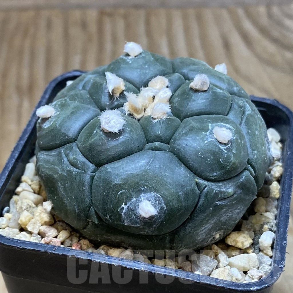 SH8357 Astrophytum asterias ‘Kikko’ - Image 2