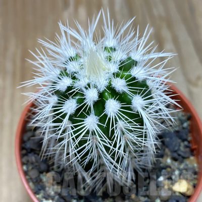 SH8344 Echinocereus baileyi v. albispinus