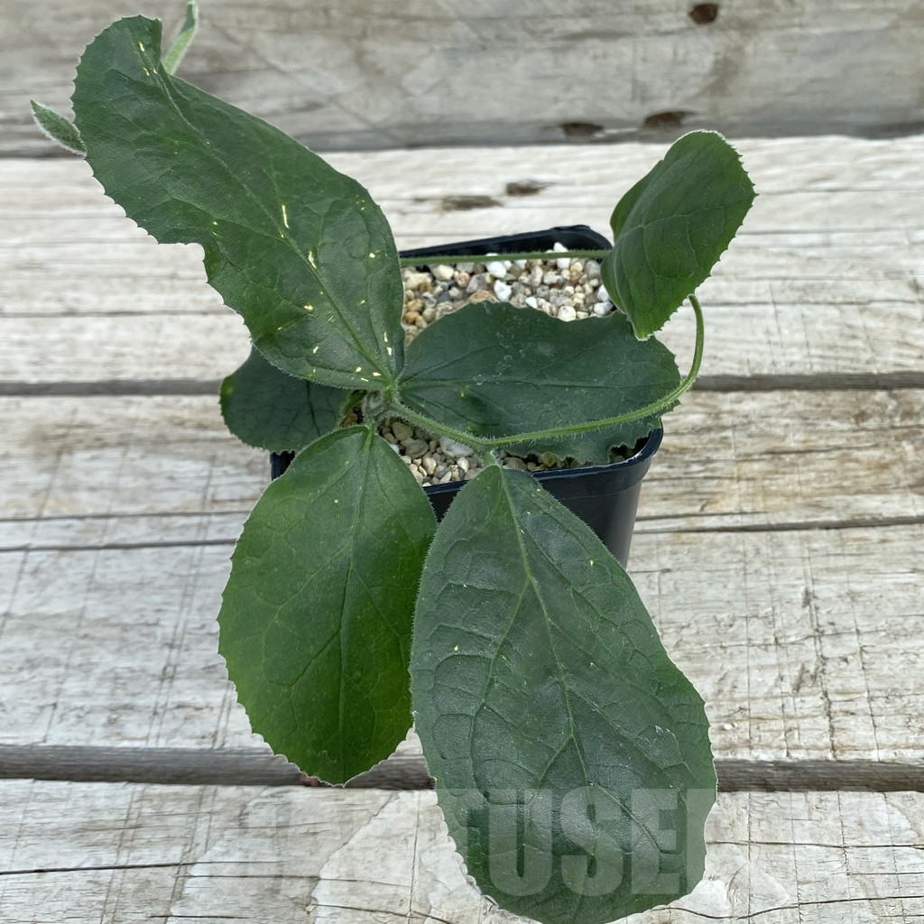 SH8369 Trochomeria polymorpha -Zambia-