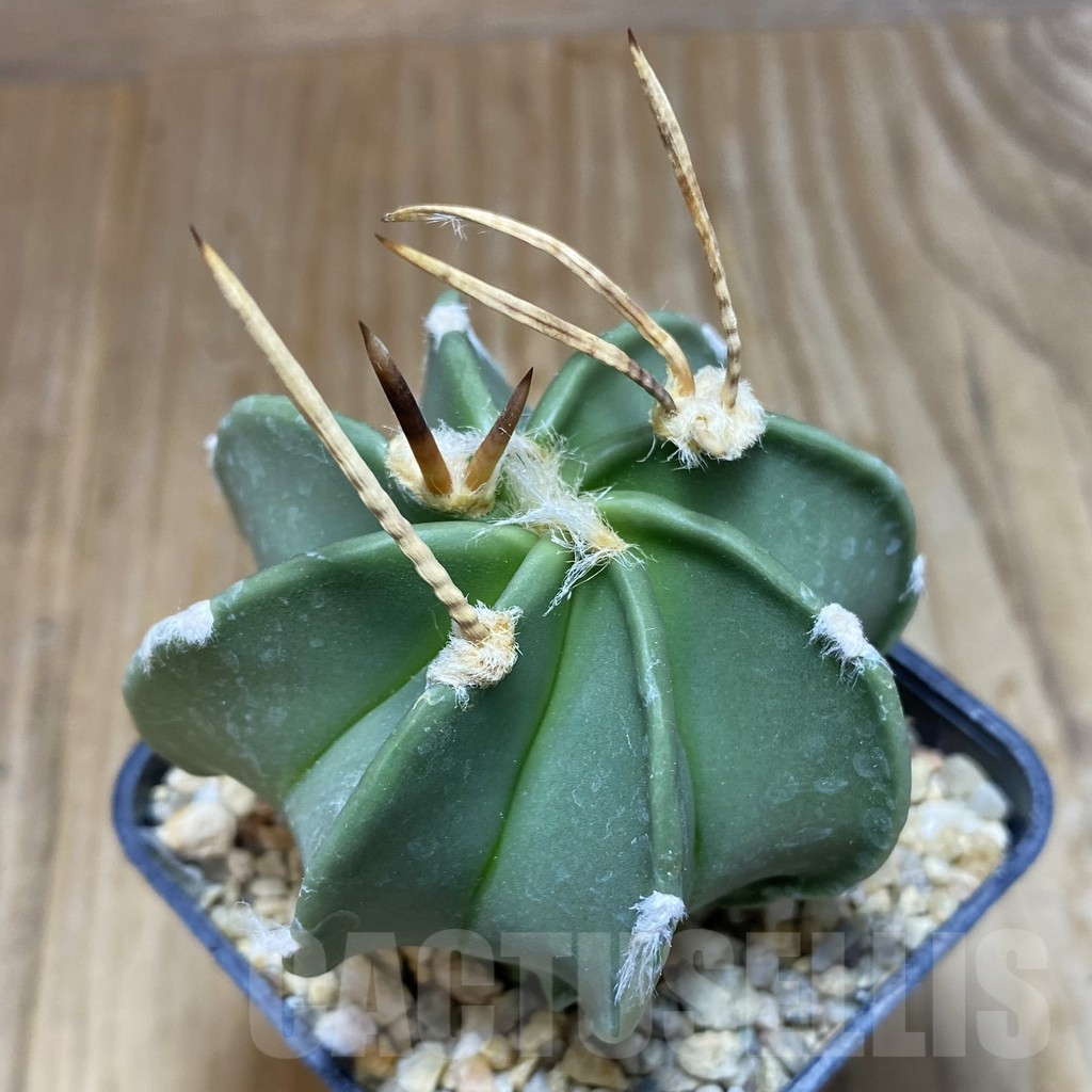 SH8374 Astrophytum crassispinum ‘Taiho’ hybrid
