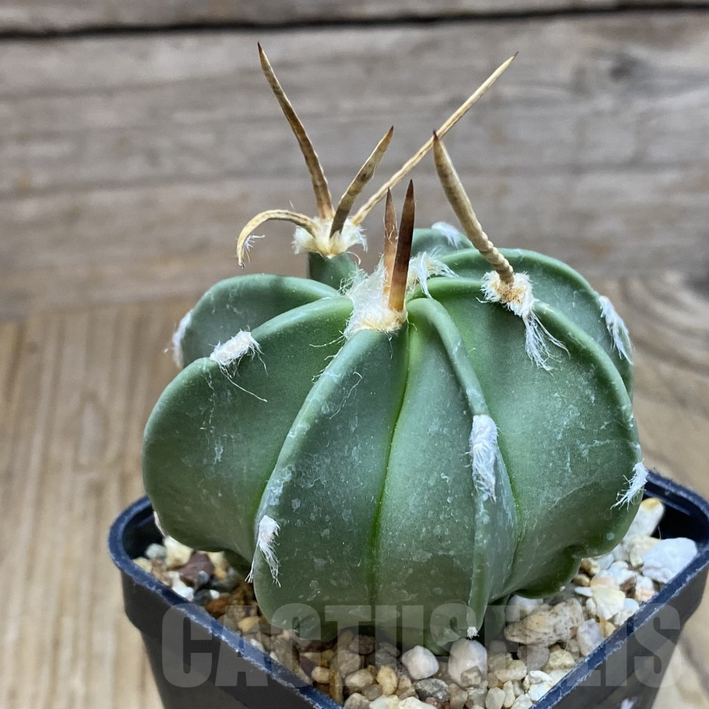 SH8374 Astrophytum crassispinum ‘Taiho’ hybrid - Image 2