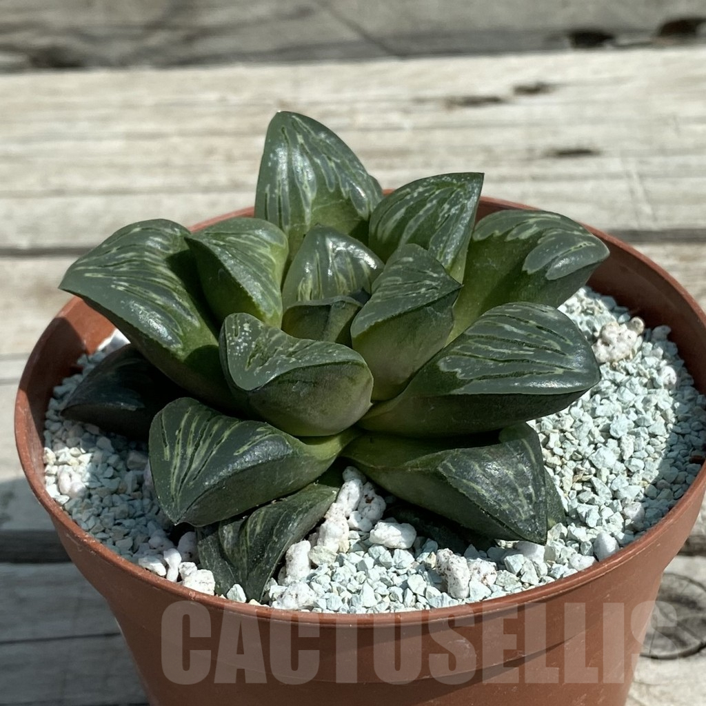 SH8497 Haworthia 'Silver Turtle' - Image 2