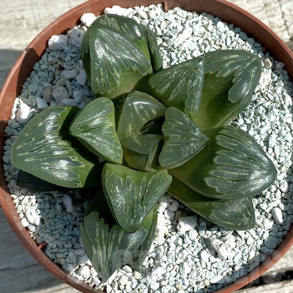 SH8497 Haworthia 'Silver Turtle' - Image 3