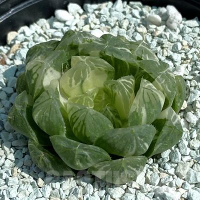 SH8507 Haworthia ‘Red House’