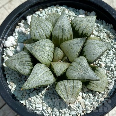 SH8510 Haworthia picta ‘White Magic’