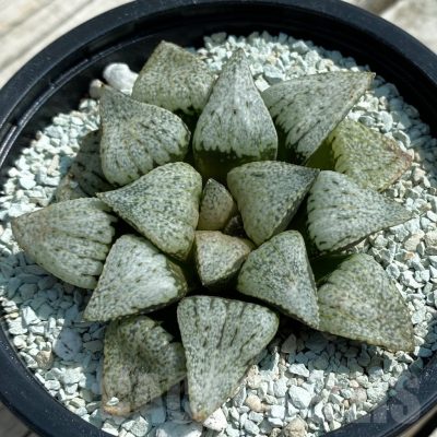 SH8511 Haworthia picta ‘White Magic’