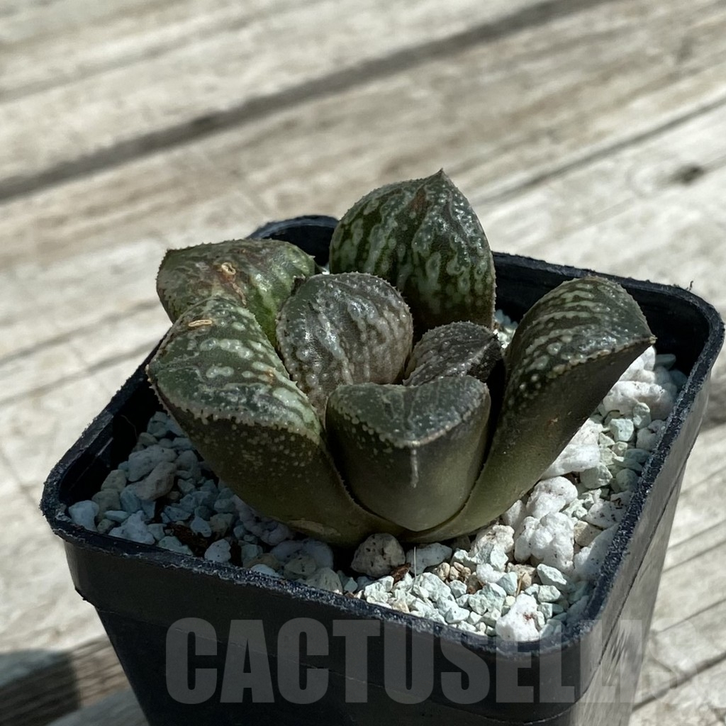 SH8515 Haworthia 'Snake' - Image 2