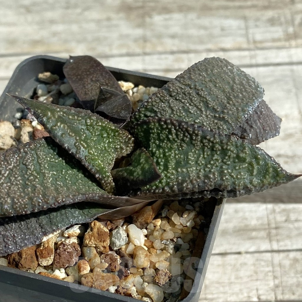 SH8463 Gasteria ellaphieae