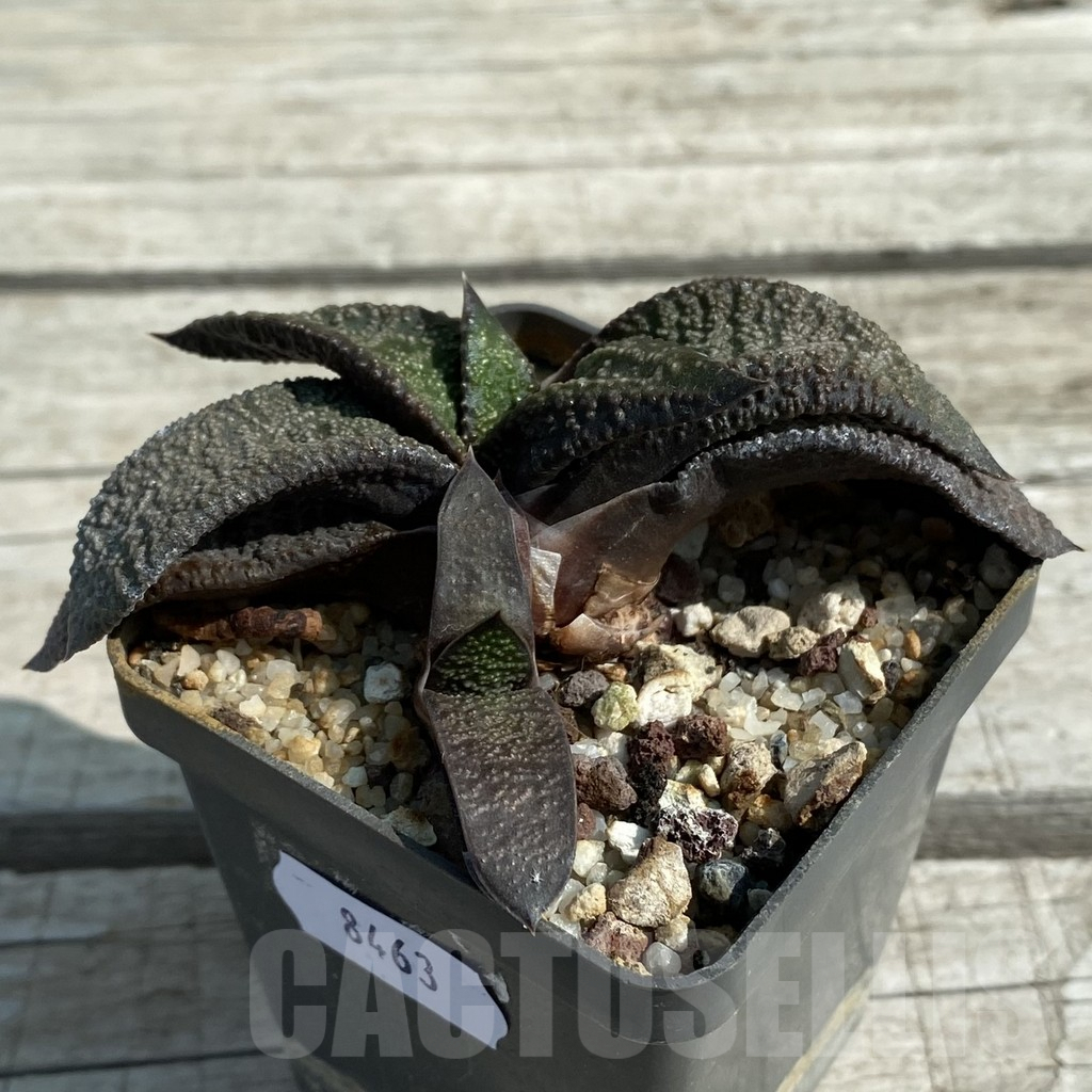 SH8463 Gasteria ellaphieae - Image 2