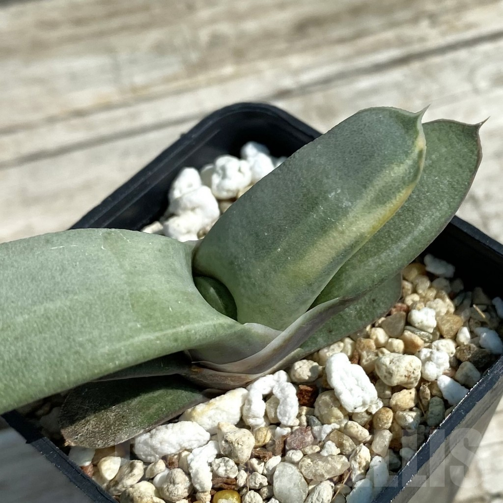 SH8477 Gasteria glomerata hybrid