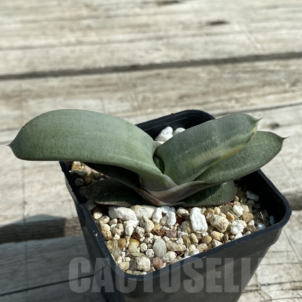 SH8477 Gasteria glomerata hybrid - Image 2