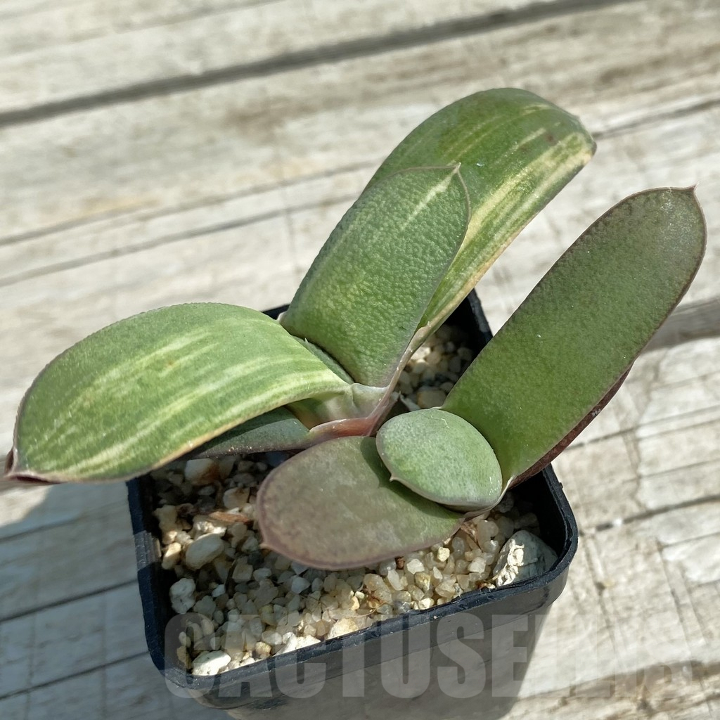 SH8479 Gasteria hybrid f. variegata