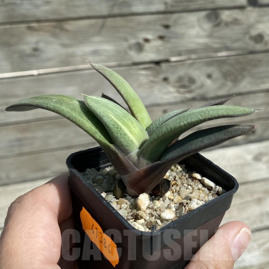 SH8479 Gasteria hybrid f. variegata - Image 2