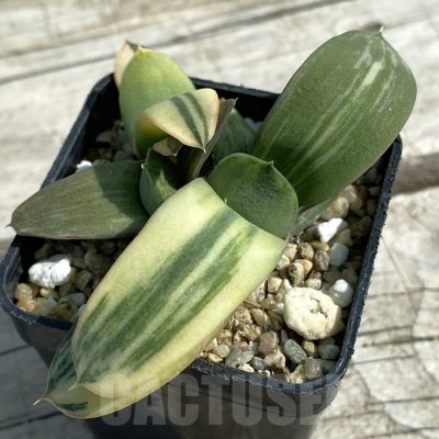 SH8480 Gasteria glomerata hybrid f. variegata
