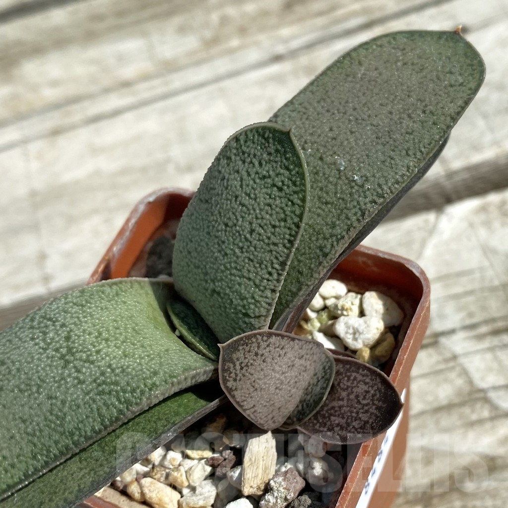 SH8484 Gasteria ellaphieae x baylissiana