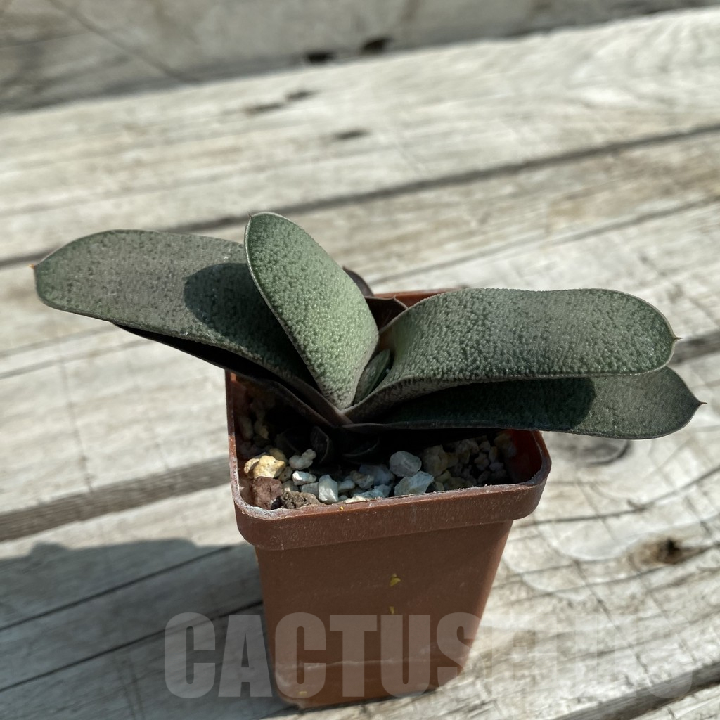 SH8484 Gasteria ellaphieae x baylissiana - Image 2