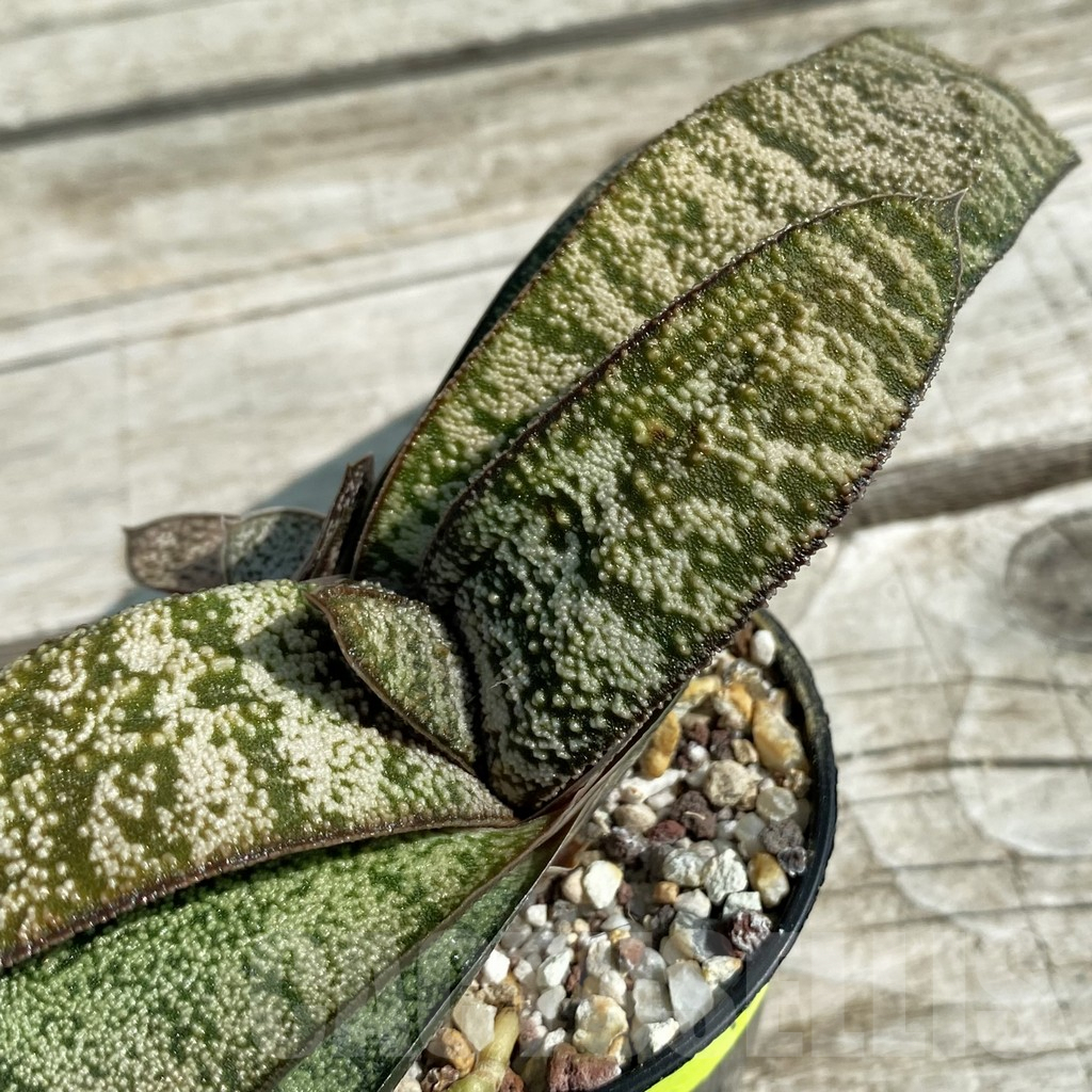 SH8488 Gasteria batesiana