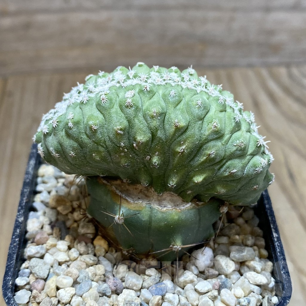 SH8623 Strombocactus disciformis f. cristata, grafted - Image 2