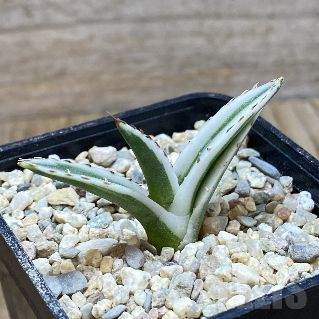 SH8602 Agave victoriae-reginae 'White Rhino' - Image 2