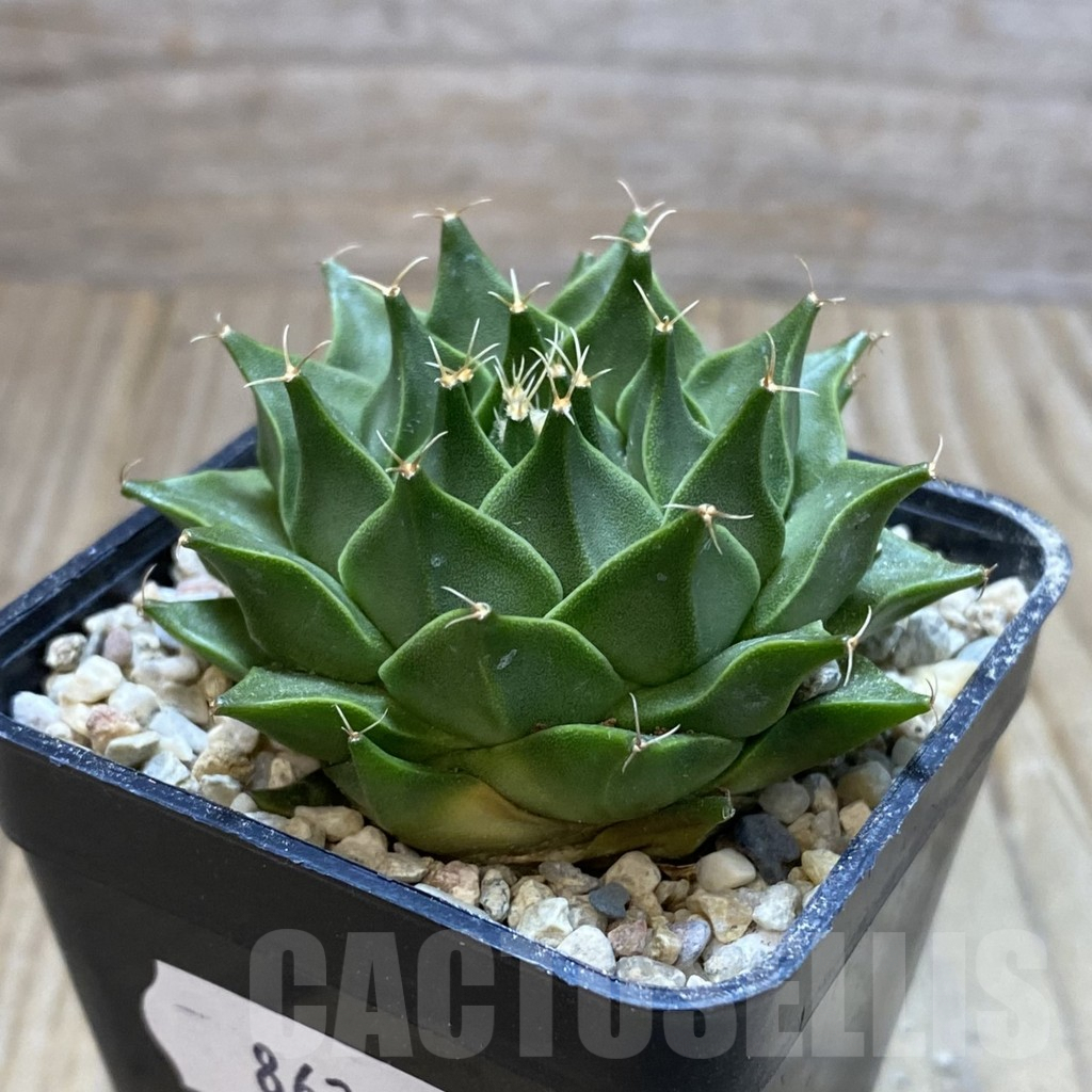 SH8624 Obregonia denegrii - Image 2