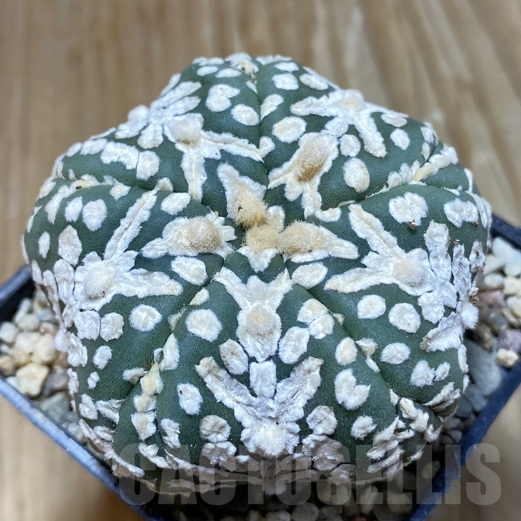 SH8604 Astrophytum asterias ‘Super Kabuto’ V-type, 5-ribs