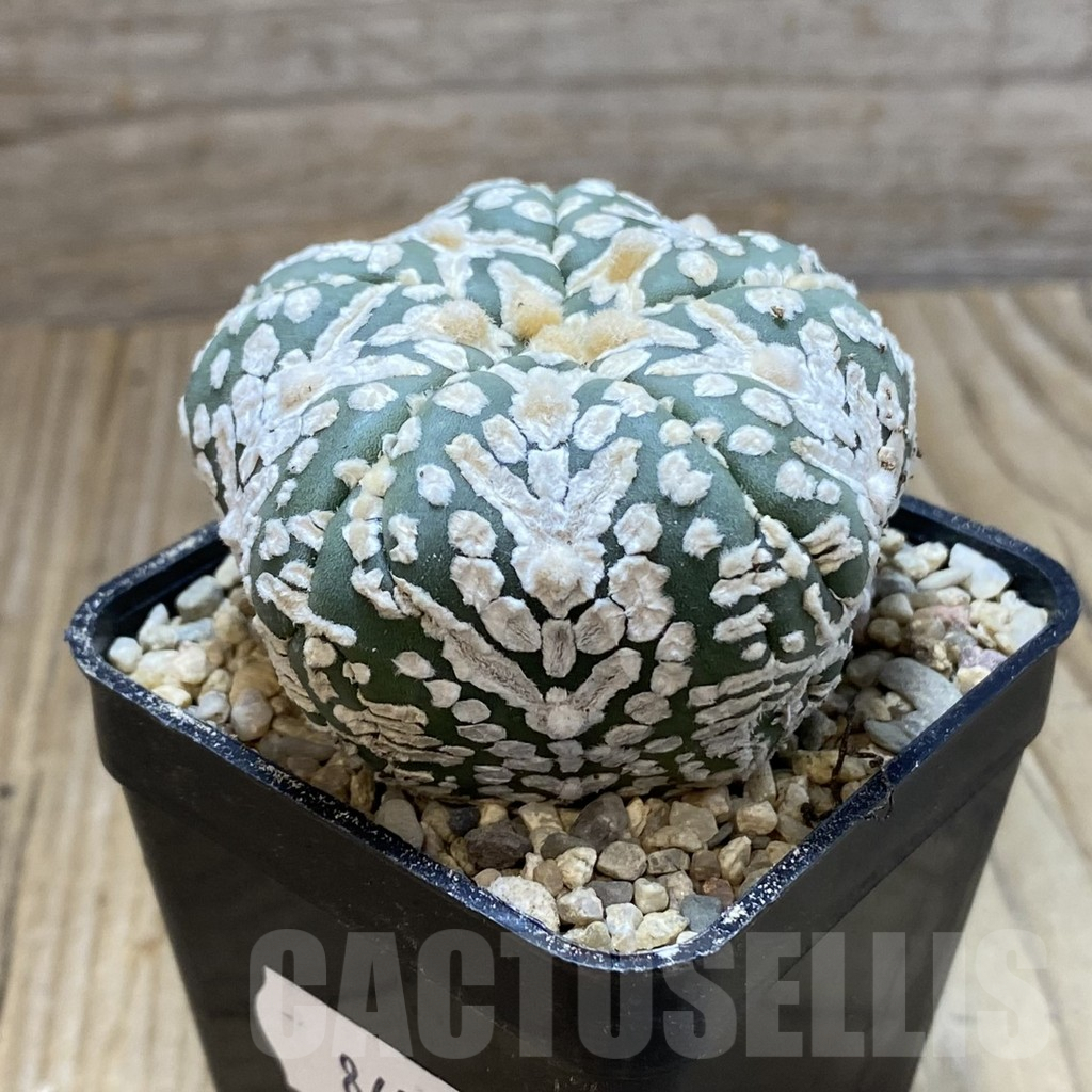 SH8604 Astrophytum asterias ‘Super Kabuto’ V-type, 5-ribs - Image 2