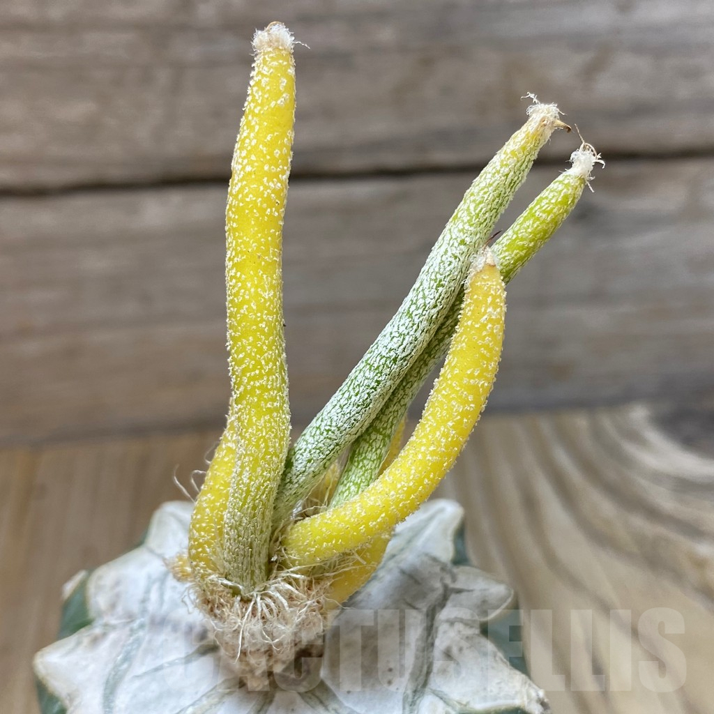 SH8607 Astrophytum caput-medusae f. variegata, grafted