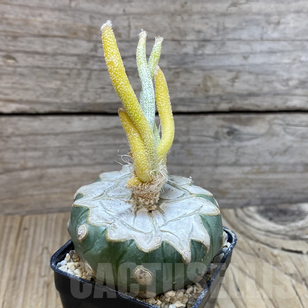 SH8607 Astrophytum caput-medusae f. variegata, grafted - Image 2
