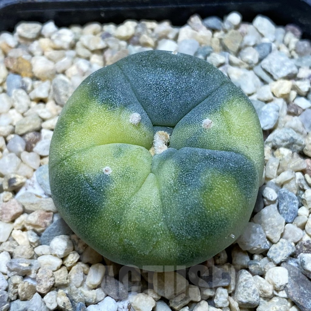 SH8610 Anhalonium f. variegata