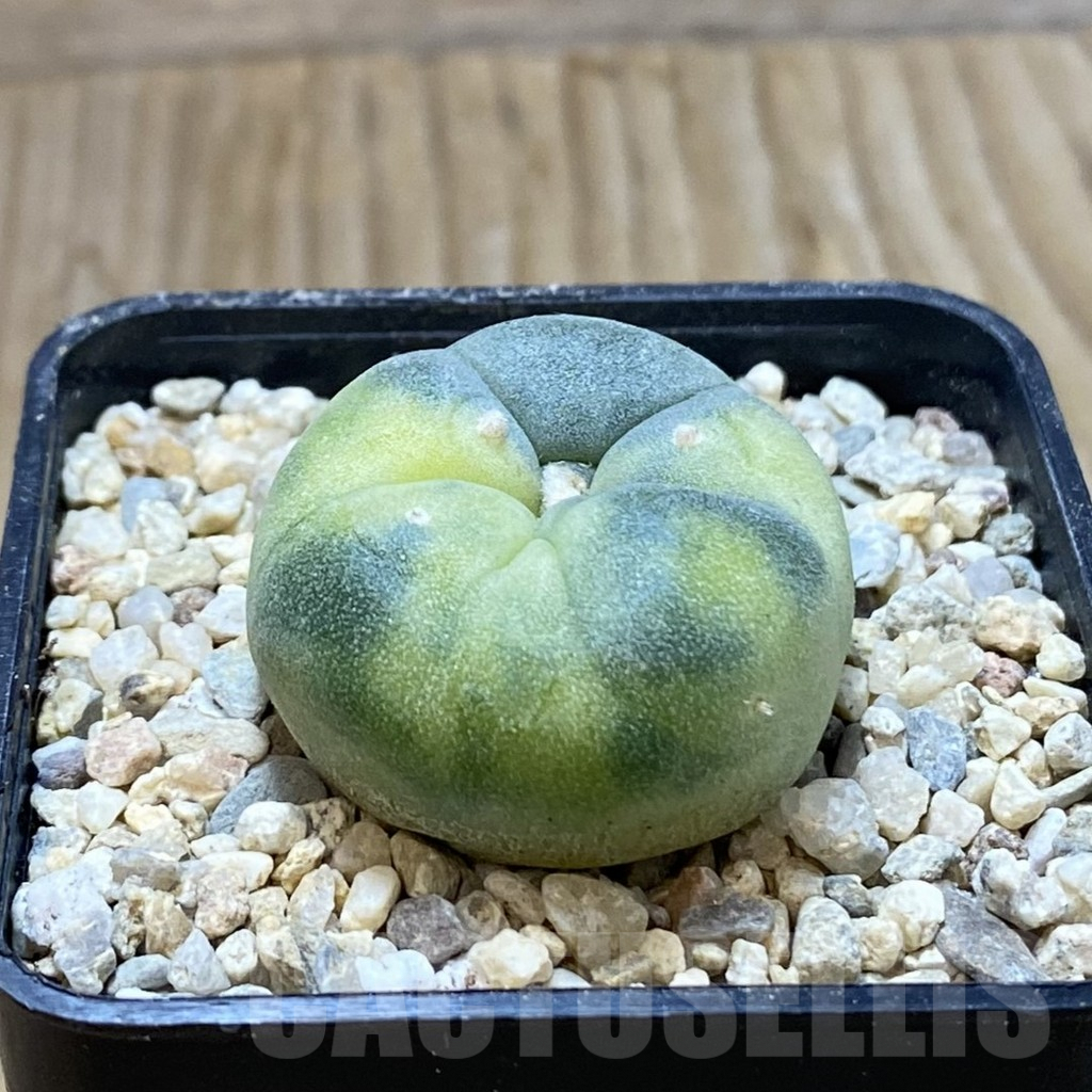 SH8610 Anhalonium f. variegata - Image 2