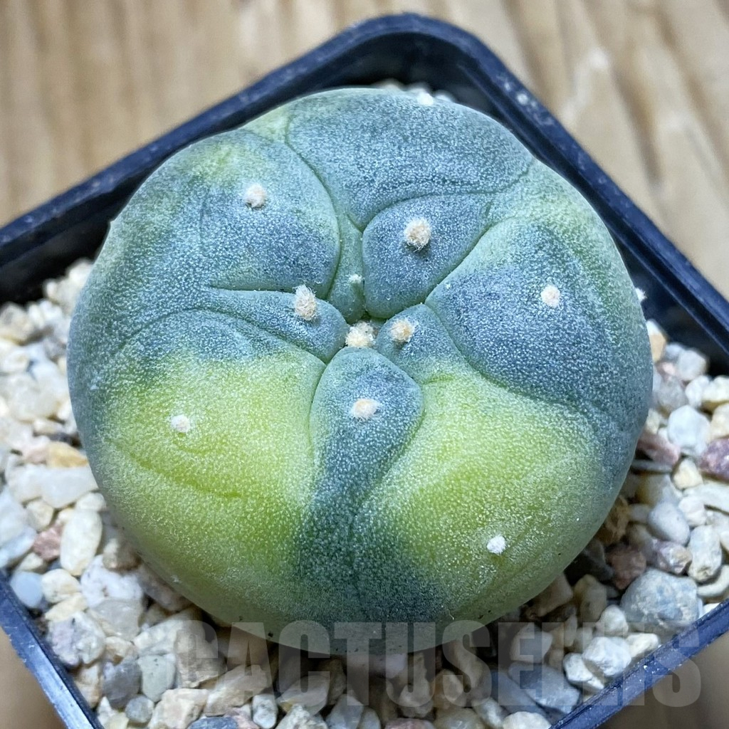SH8611 Anhalonium f. variegata