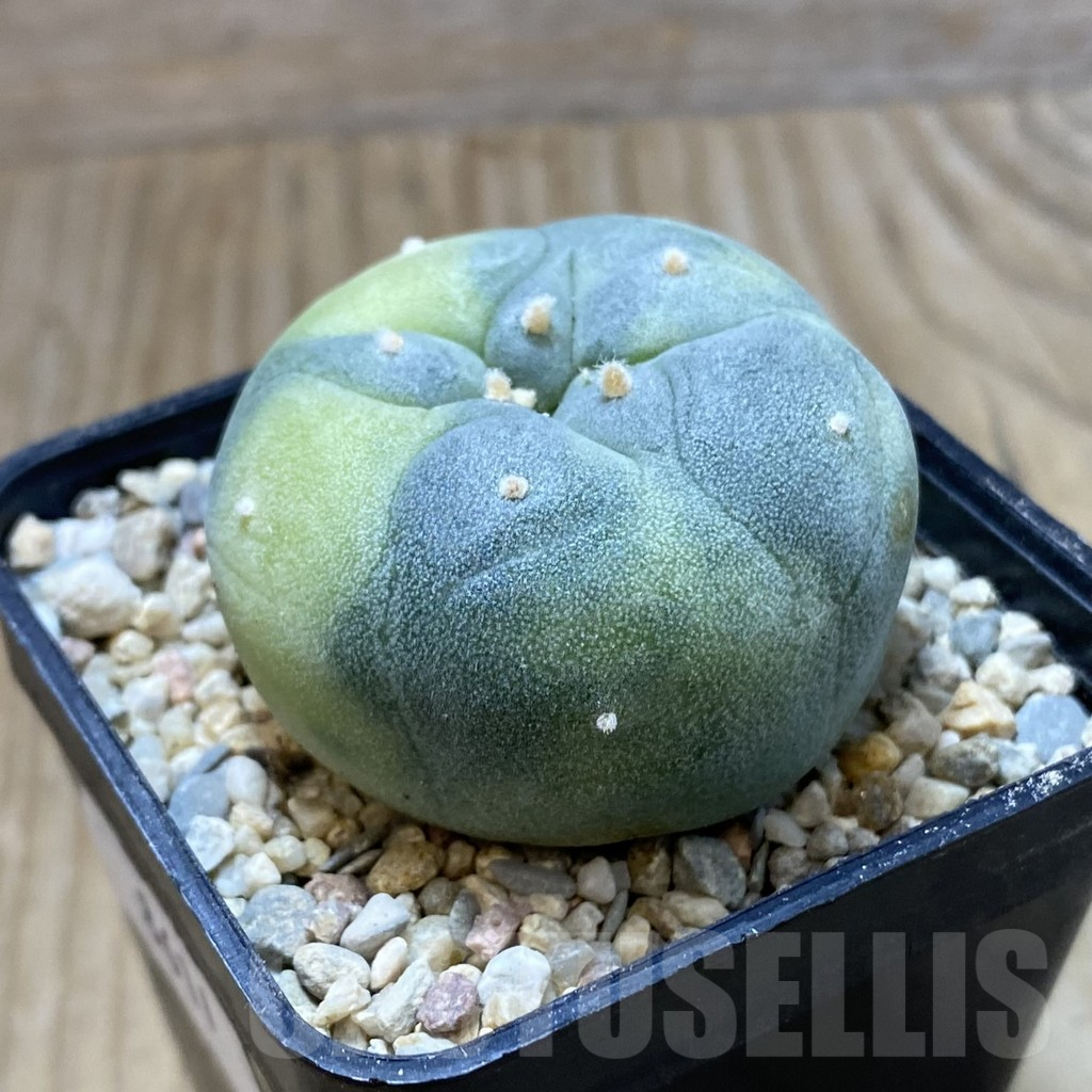 SH8611 Anhalonium f. variegata - Image 2