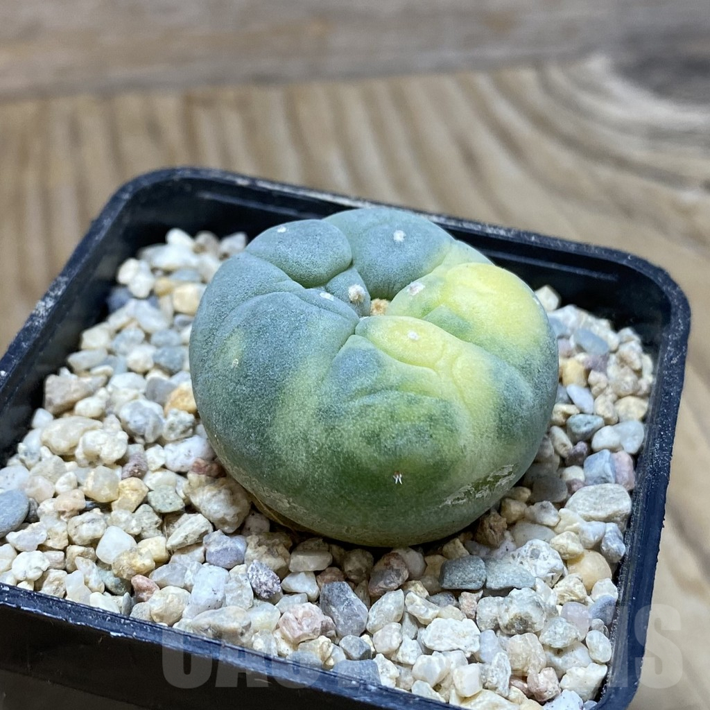 SH8612 Anhalonium f. variegata - Image 2