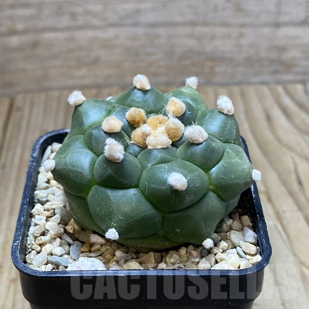 SH8614 Astrophytum asterias ‘Kikko’ f. nudum - Image 2