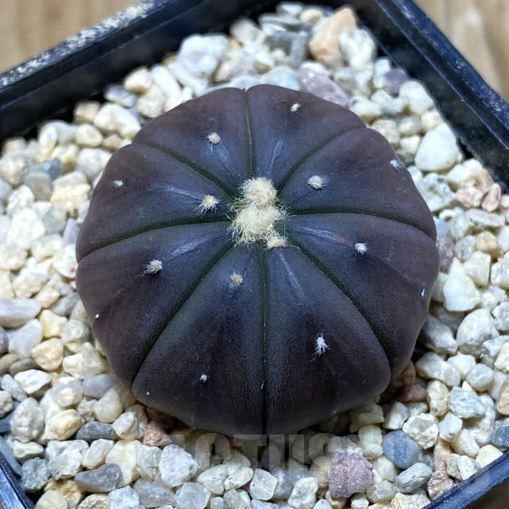 SH8617 Astrophytum asterias ‘Purple Skin’