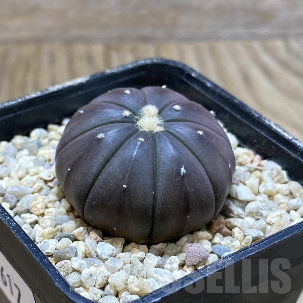 SH8617 Astrophytum asterias ‘Purple Skin’ - Image 2