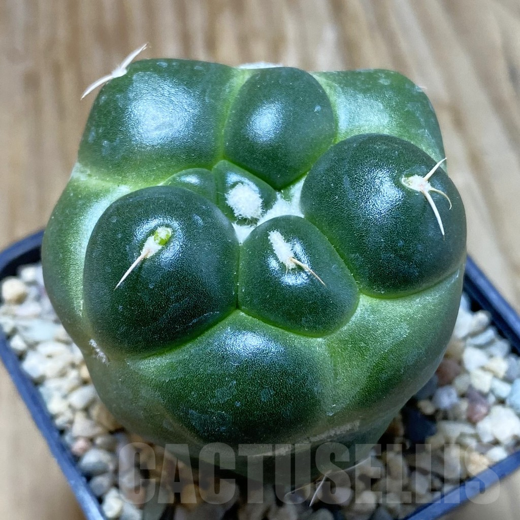 SH8621 Coryphantha elephantidens ‘inermis’