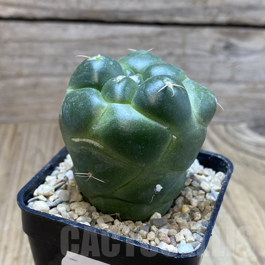 SH8621 Coryphantha elephantidens ‘inermis’ - Image 2