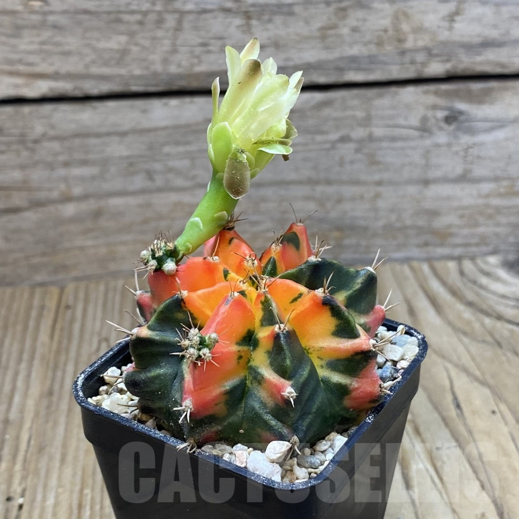 SH8634 Gymnocalycium mihanovichii ‘T31115′ - Image 2