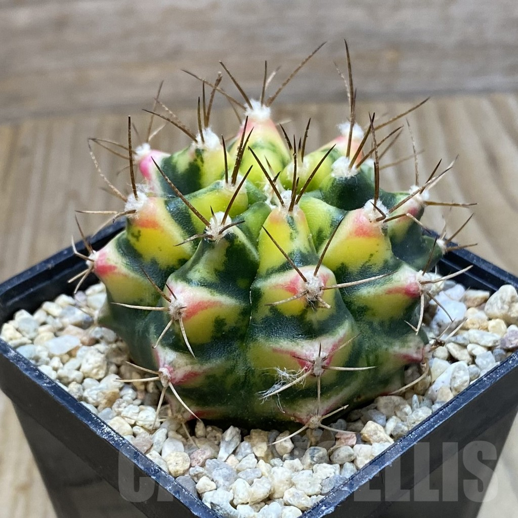 SH8635 Gymnocalycium mihanovichii ‘Flower Field’ - Image 2