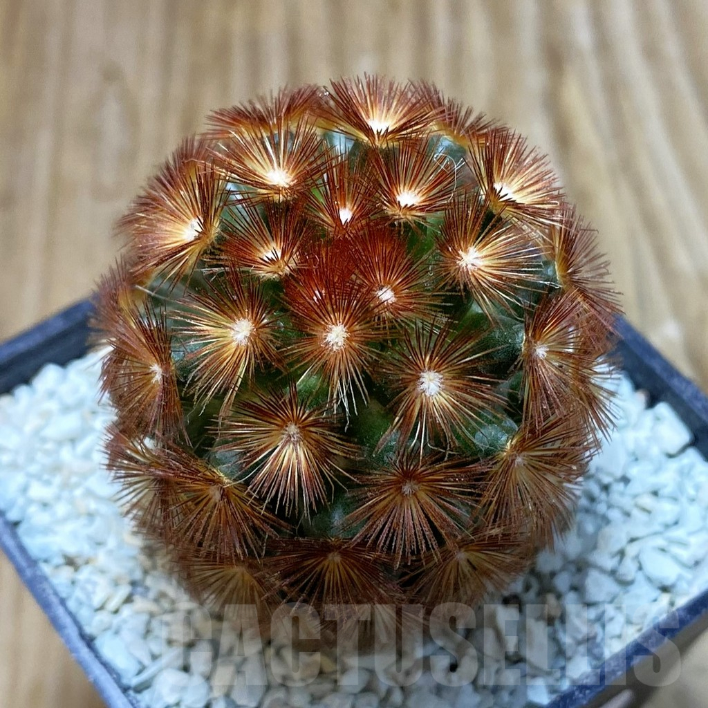 SH8636 Mammillaria carmenae hybrid, seedling