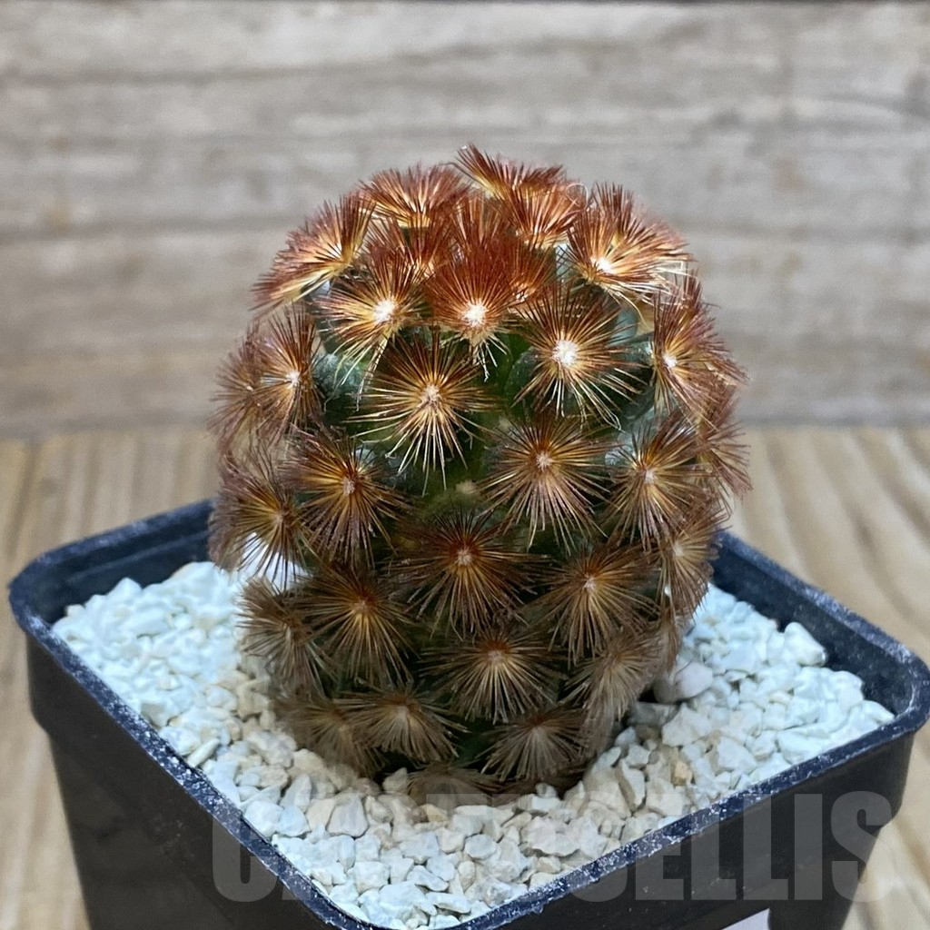 SH8636 Mammillaria carmenae hybrid, seedling - Image 2