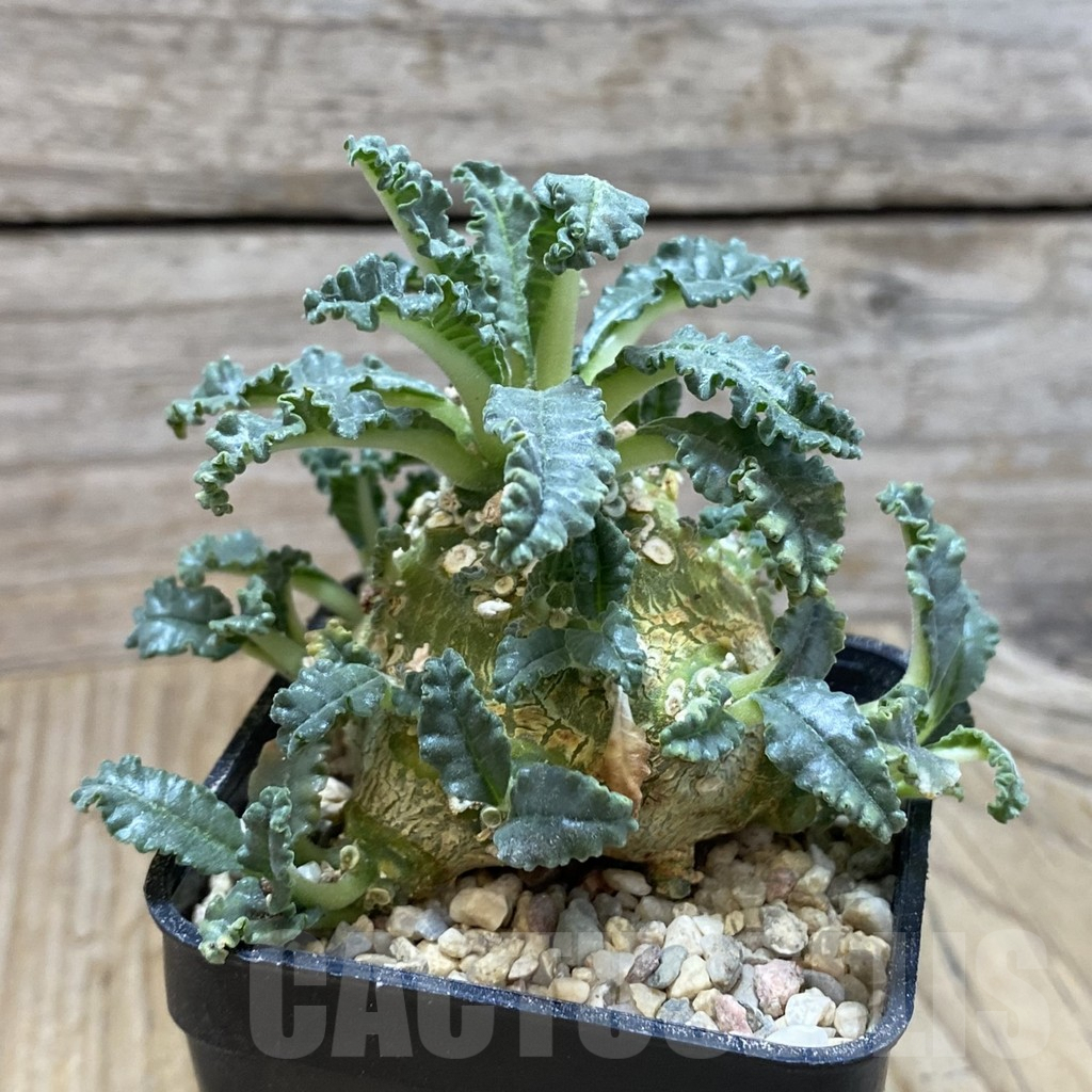SH8586 Dorstenia lavrani - Image 2