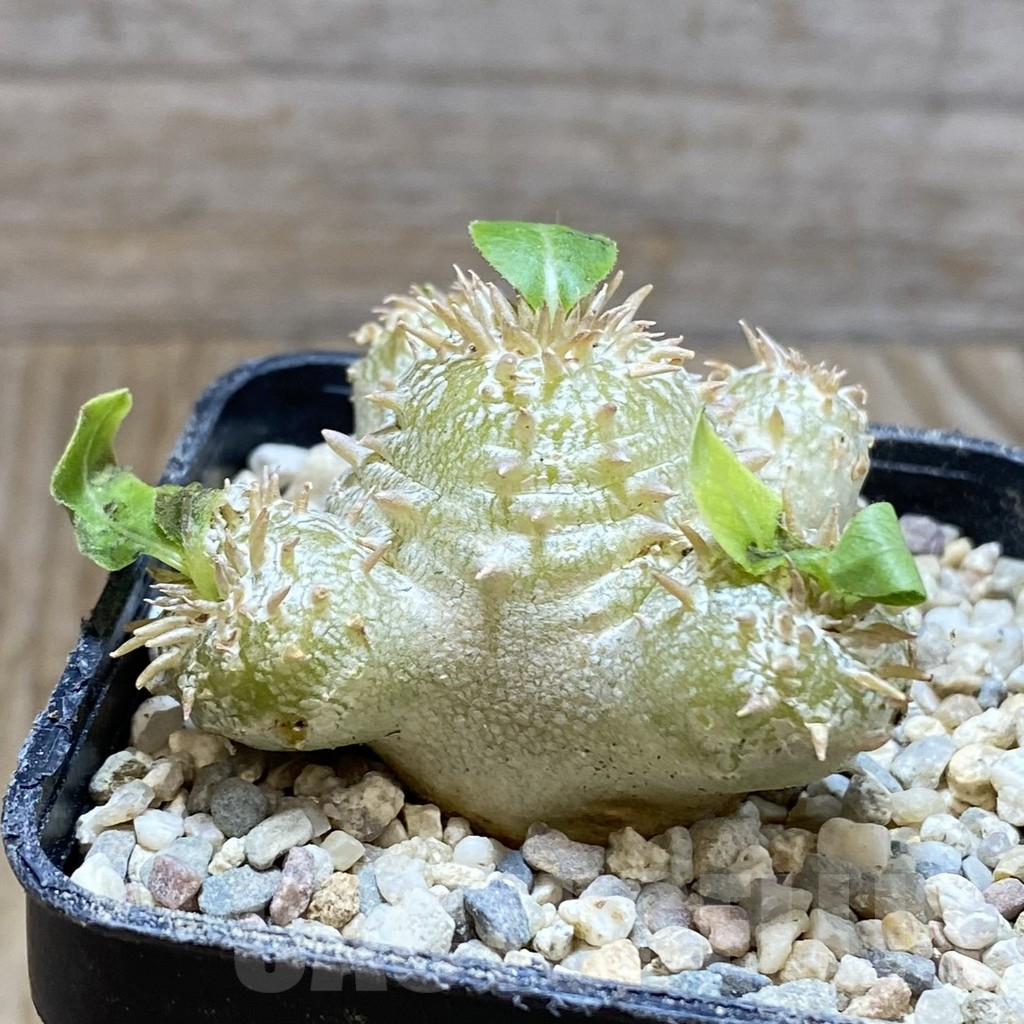 SH8590 Pachypodium brevicaule x multiflorum - Image 2