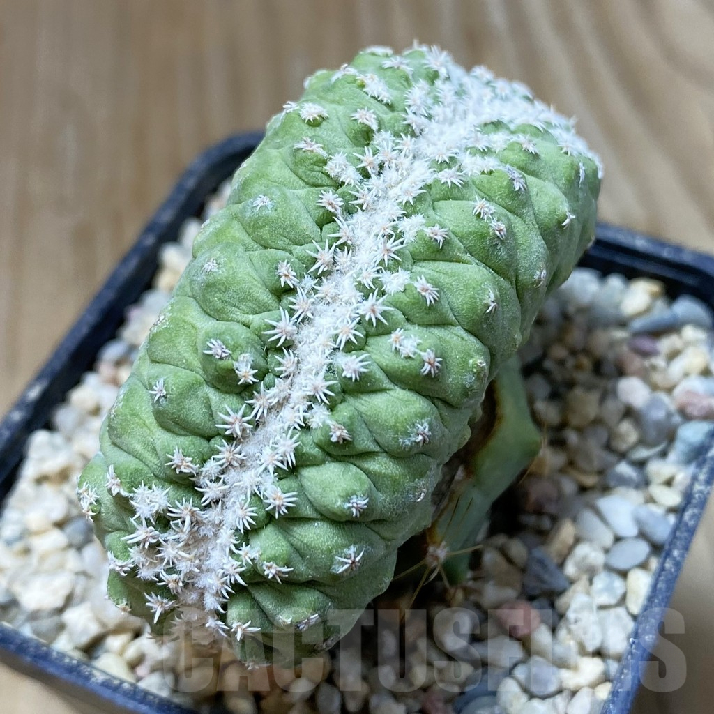 SH8623 Strombocactus disciformis f. cristata, grafted