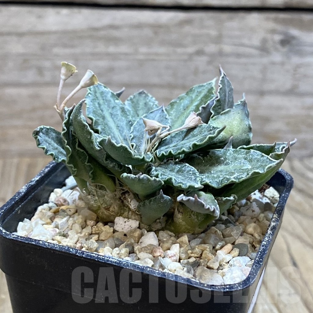 SH8593 Euphorbia tulearensis hybrid - Image 2