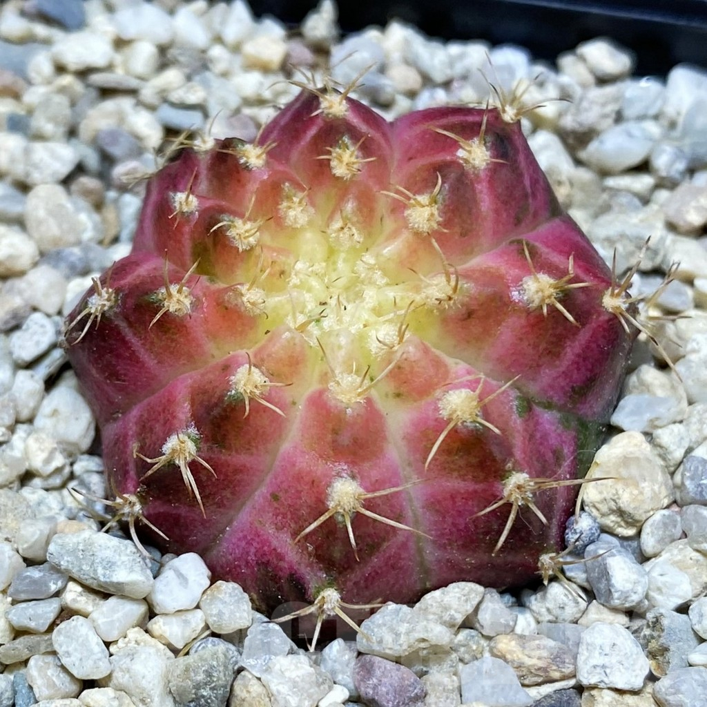 SH8792 Gymnocalycium mihanovichii ‘Neon’ hybrid, seedling